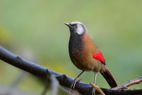 红翅噪鹛：常作为笼养鸟，特征明显(翅膀有鲜红色斑)