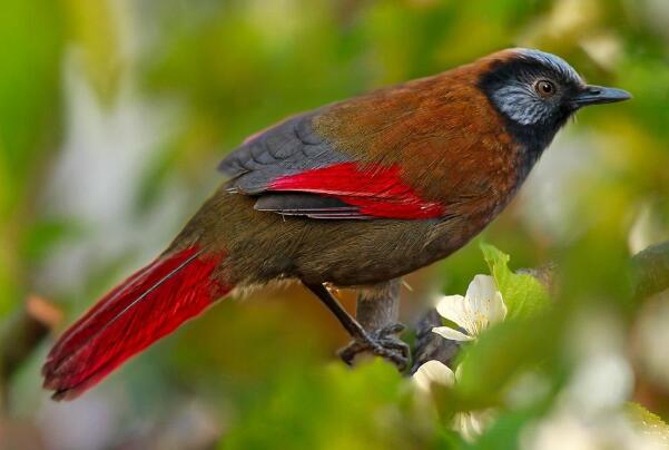 红翅噪鹛：常作为笼养鸟，特征明显(翅膀有鲜红色斑)