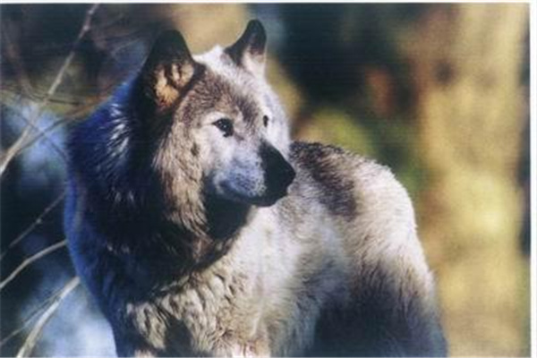最后一只基奈山狼：北美灰狼中体型最大（已经灭绝）