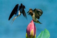 游隼和尖尾雨燕谁飞得最快：尖尾雨燕（飞行速度最快的鸟类）