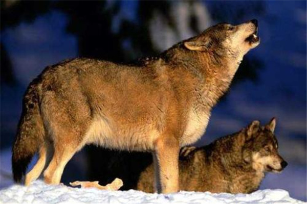 已灭绝的狼：新墨西哥狼（灭绝于1920年）