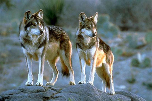 已灭绝的狼：新墨西哥狼（灭绝于1920年）