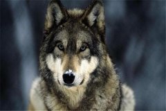 世界上最厉害的八种狼：北美灰狼（比藏獒凶猛）