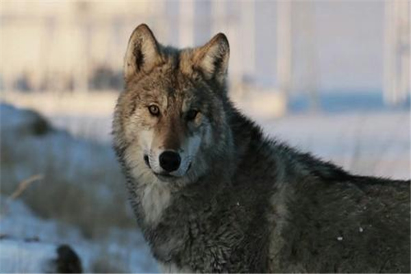 世界上最厉害的八种狼：北美灰狼（比藏獒凶猛）