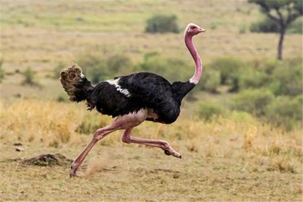 世界上体型最大的鸟：鸵鸟（不能飞但移动速度快）