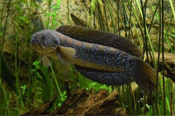 十大最恐怖的远古鱼类：水滴鱼（世界上最丑的生物之一）