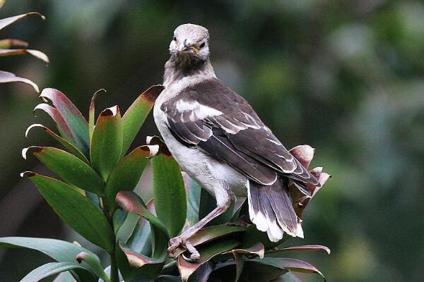 黑领椋鸟：长达29厘米，学习能力强(能够学习发声说话)