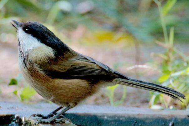 褐头山雀：重仅9克，鸣叫声频繁(通过叫声保持联系)