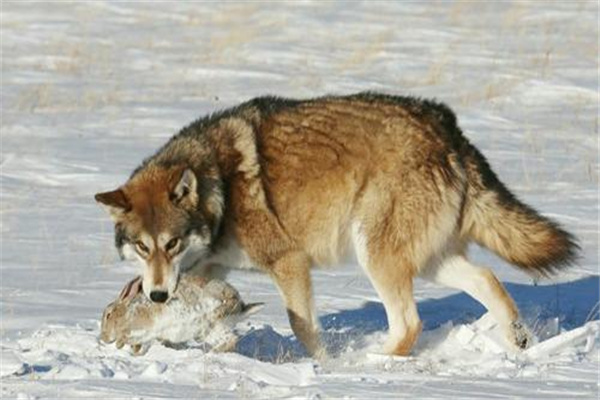 狼的战斗力十大排名：南极狼排名最末（能够改变体毛颜色）