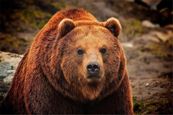 棕熊为什么不是百兽之王：无较强领地意识（不适宜捕猎）