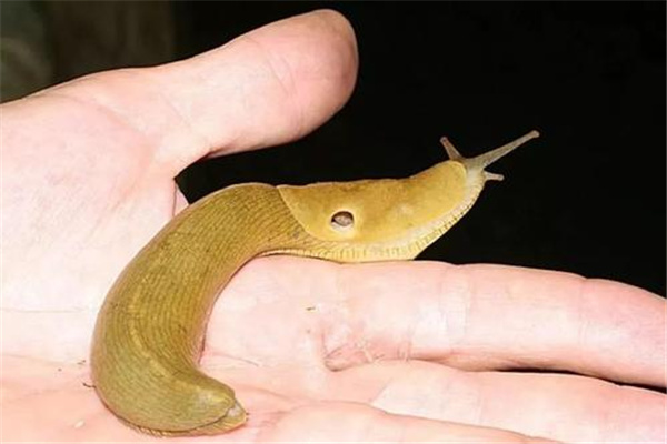 世界上最慢的三种动物：香蕉鼻涕虫（没有壳）