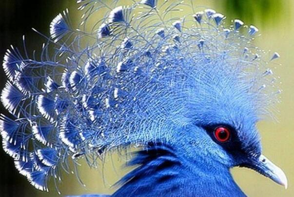 蓝凤冠鸠：长达75厘米，鸠鸽中最漂亮(羽冠是求爱工具)