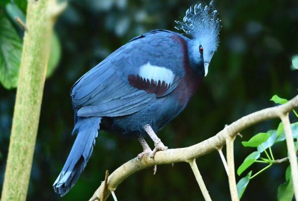蓝凤冠鸠：长达75厘米，鸠鸽中最漂亮(羽冠是求爱工具)