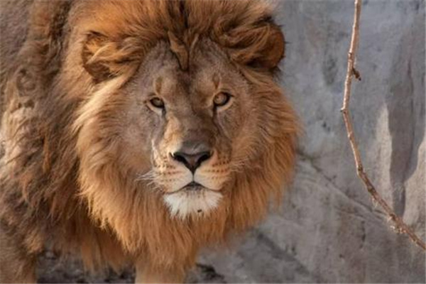 世界上最大的雄狮辛巴：原型为巴巴里狮（身材巨大）