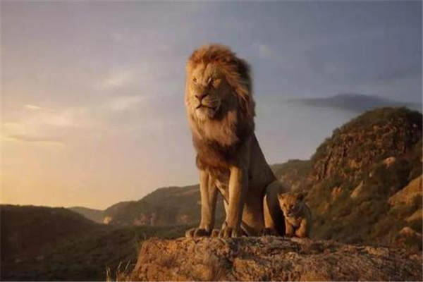 世界上最大的雄狮辛巴：原型为巴巴里狮（身材巨大）