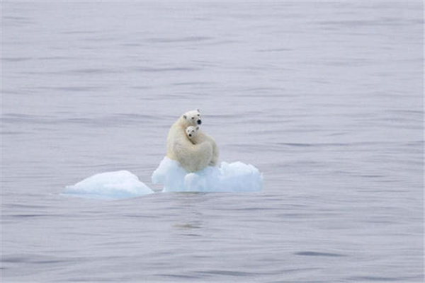 世界上最大的北极熊：重达800公斤（冬眠时体重增加）