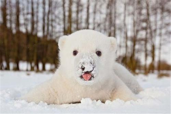 世界上最大的北极熊：重达800公斤（冬眠时体重增加）