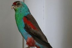乐园鹦鹉：澳大利亚珍稀物种，性格活泼(不嘈杂)