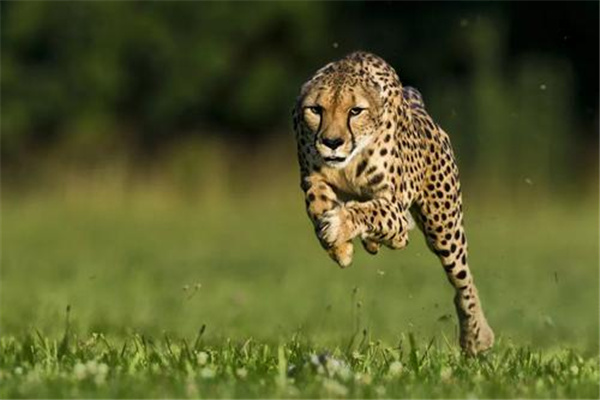 世界上跑得最快的动物：猎豹（长满黑色斑点）