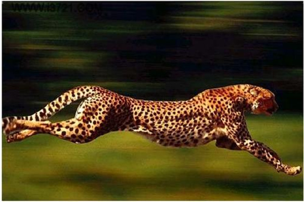 世界上跑得最快的动物：猎豹（长满黑色斑点）