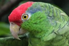 红帽鹦鹉：生性温驯友善，容易紧张(增加伤亡的风险)