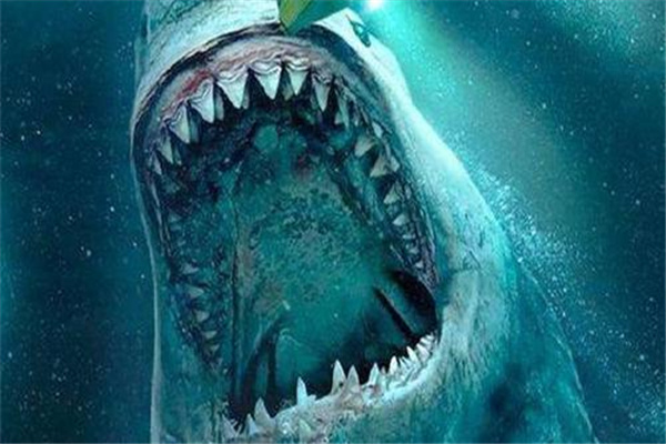 巨齿鲨vs大王乌贼：巨齿鲨更强（实力相差无几）