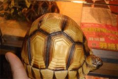 纳吉夫陆龟：克莱马尼龟的亚种（受保护的濒危动物）