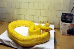 金色蛇是什么品种：人们常说的黄金蟒（长度约7米）