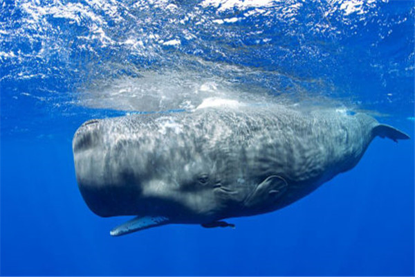 抹香鲸vs大王乌贼：大王乌贼在过去以抹香鲸为食