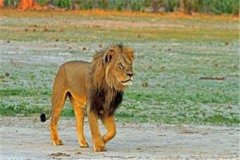 非洲最强的狮王塞西尔：年少成名战绩无数（悲惨陨落）