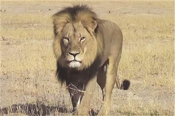 非洲最强的狮王塞西尔：年少成名战绩无数（悲惨陨落）