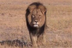非洲最强的狮王排名：莫伦排名第一（力量强大）