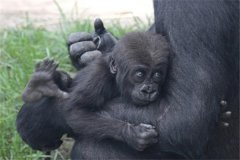 大猩猩力量是人的几倍：四到九倍（手臂力量大）