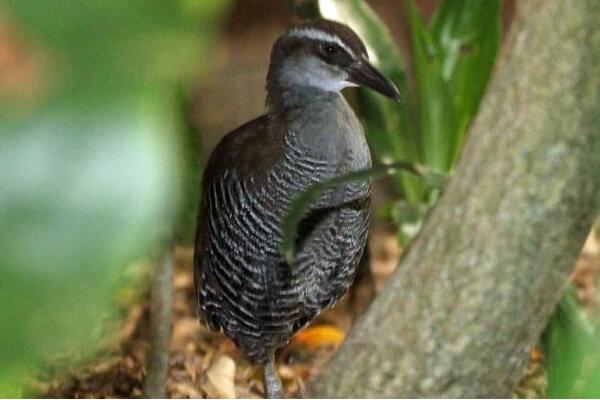 关岛秧鸡：不会飞行鸟类，长仅30厘米(1986年野外灭绝)