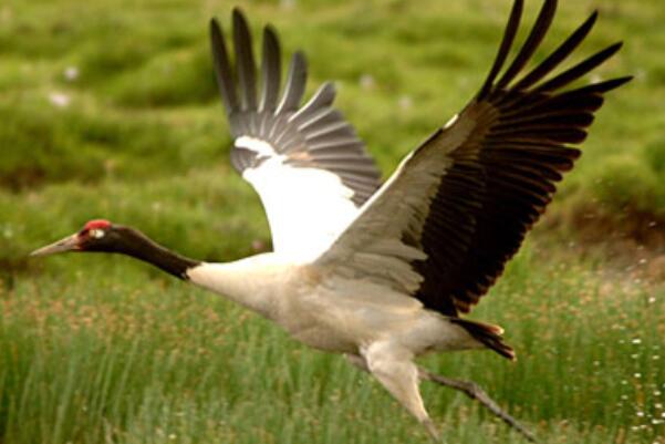 世上唯一活动在高原的鹤：黑颈鹤，长达120厘米(吉祥鸟)