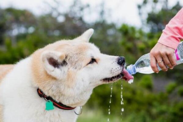 为什么狗喜欢伸舌头：狗没办法自我调节温度(伸舌头散热)