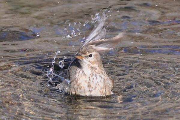 水鹨：长仅14.5厘米，站立时有多动症(尾巴上下摆动)