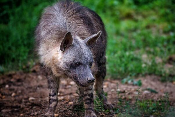 棕鬣狗：有清道夫之称，社会组织严密(雌兽统治)