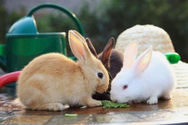 养兔子的方法和注意事项：不能只喂胡萝卜(饲料营养最丰富)