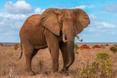 非洲森林象：现存最小象类，雄象会发生争斗(不会受伤)