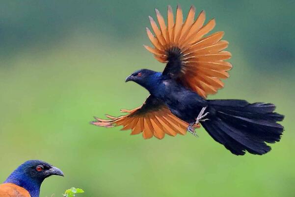 褐翅鸦鹃：叫声如狗吠声，行动很骚气(翅膀展开扭动)