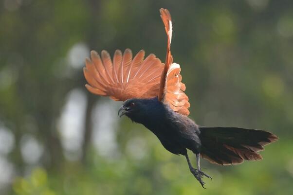 褐翅鸦鹃：叫声如狗吠声，行动很骚气(翅膀展开扭动)
