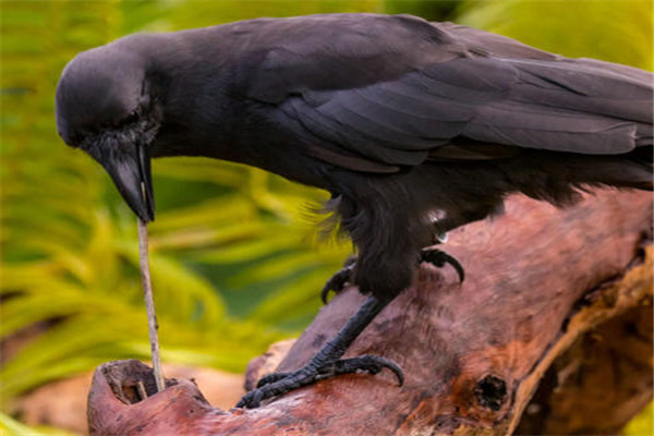 夏威夷乌鸦：以黑色为底色（喜欢森林）