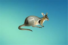 图拉克袋鼠：主要生活在澳洲南部（属于小型袋鼠）