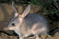 小兔形袋狸：在澳大利亚沙漠中生活（1932年被宣布灭绝）