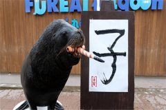 日本海狮：被捕杀三十年后灭绝（历史十分悠久）
