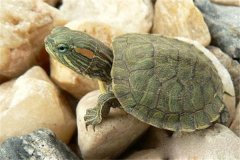 榄蠵龟：喜欢在浅海域生活（属于海龟类型）