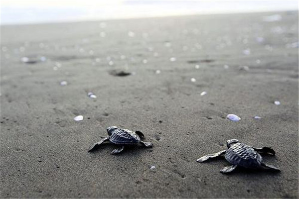 榄蠵龟：喜欢在浅海域生活（属于海龟类型）