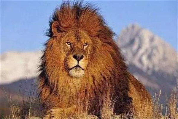 巴巴里狮：历史上体型最大的狮子（平均长度为3米）