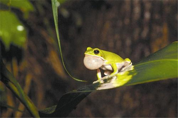 诸罗树蛙：属于典型的两栖动物（鼻孔较小）